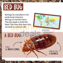 And The Winner Is...who Is Longest Living Insect On Earth