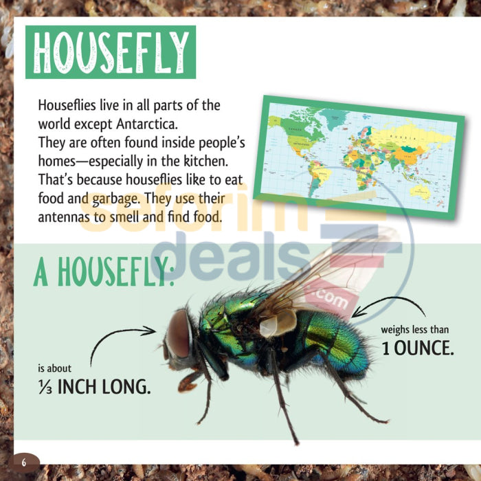 And The Winner Is...who Is Longest Living Insect On Earth