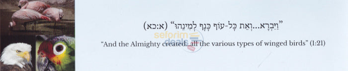 Pictorial Parsha - Bereishis