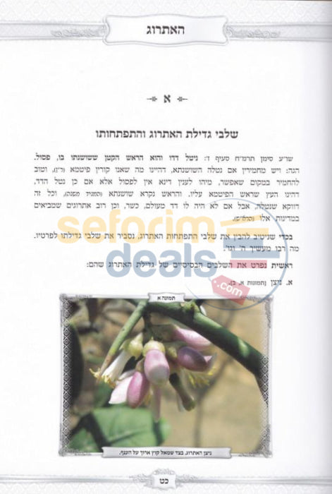 Pri Eitz Hadar -