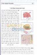סימני טהרה בבהמה ובחיה