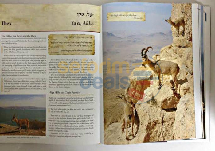 The Torah Encyclopedia Of Animal Kingdom - Volume 1: Chayot-Wild Animals